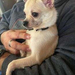Gemma Francine - Cream and white female Chihuahua puppy in Murphy, North Carolina from Ay Chihuahua's