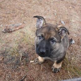 German Shepherd Puppies from Thornock Shepherds