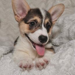 Daisy - Black and tan female Pembroke Welsh Corgi puppy in Northwood, Iowa from Sorrel Sands Corgis