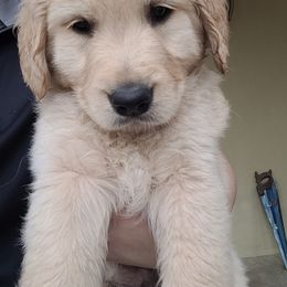 Golden Retriever Puppies from Golden Coast Kennels