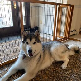 Alaskan Malamute All Grown Up from Jamie Minchew's Alaskan Malamutes