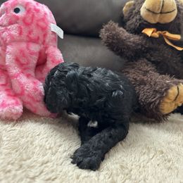 Willow - Black female Cockapoo puppy in California from Central Valley Scotties
