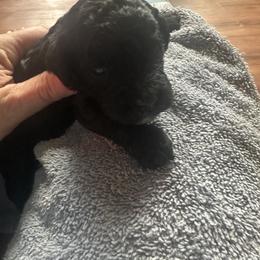 Silas - Black male Goldendoodle puppy in Waynesboro, Virginia from Forest Creek Kennel
