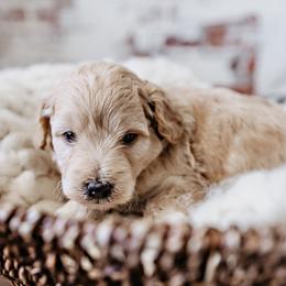 Goldendoodle Puppies from Emma Doodles