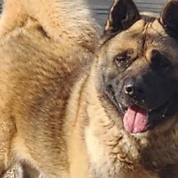 Blaze - Akita