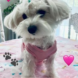 Daisy - Maltese