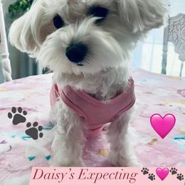 Daisy - Maltese