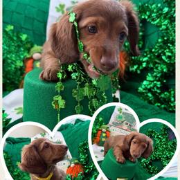 Iron Lad - Hachiko- yellow - Red male Dachshund puppy in Pittsburg, California from Super Hero Dachshunds