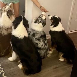 Australian Shepherds from Raven Creek Farms
