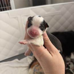 Latoya - Black tri female Miniature American Shepherd puppy in Groesbeck, Texas from Epic Miniature American Shepherds