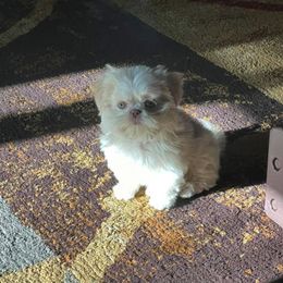 Shih Tzu Puppies from Wachowicz Shihtzu