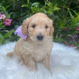 Lacey - Cream female Goldendoodle puppy in The Woodlands, Texas from Gracie's Goldendoodles and Bernedoodles