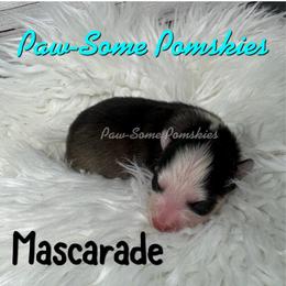 Mascarade - Black and white female Pomsky puppy in Krum, Texas from Paw-Some Pomskies