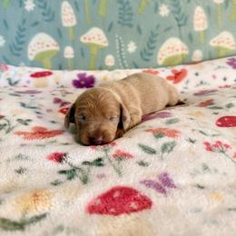 Maple - Dapple female Dachshund puppy in Nampa, Idaho from 208 Wiener Wiggle Butts LLC