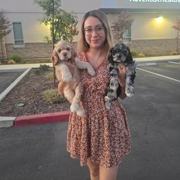 Cocker Spaniel Puppies from Sweetheart Cockers