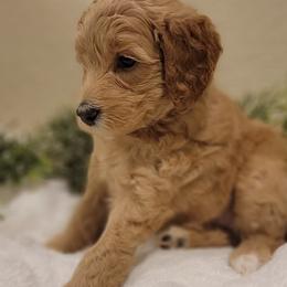 Charlotte - Apricot female Goldendoodle puppy in Fort Worth, Texas from Stacy Warwick