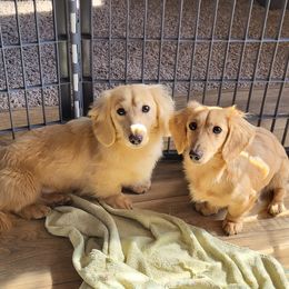 Armani - Dachshund