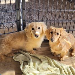 Armani - Dachshund