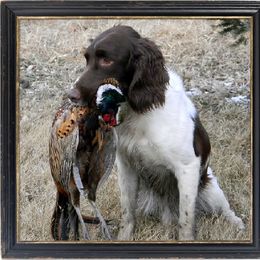 English Springer Spaniel All Grown Up from Blue River Kennel