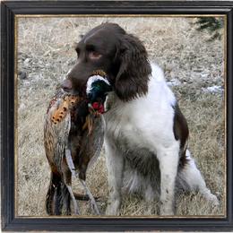 English Springer Spaniel All Grown Up from Blue River Kennel