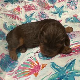 Star - Chocolate female Cavalier King Charles Spaniel puppy in Frisco, Texas from Texas Cavalier King Charles Spaniels Manard Enterprises