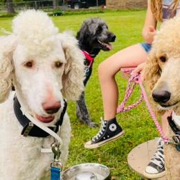 Aussiedoodles, Goldendoodles, Labradoodles, and Poodles from Hope House Doodles