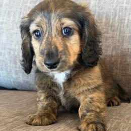Pogo - Brindle male Dachshund puppy in Tonopah, Arizona from Brandie's Dachshunds
