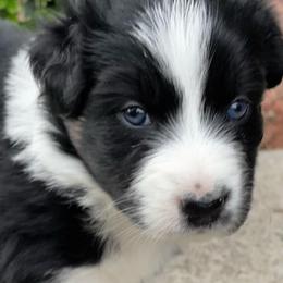 Ash - Black tri-color female Australian Shepherd puppy in La Porte City, Iowa from KDL Homestead