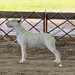 Bull Terrier puppies from Forever Young Bull Terriers