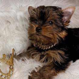 Chihuahuas, Poodles, and Yorkshire Terriers from Tiny collection kennels