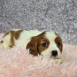Dionysus - Blenheim female Cavalier King Charles Spaniel puppy in Neosho, Missouri from Pups on the Ridge