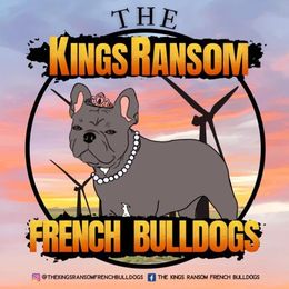 French Bulldogs from The Kings Ransom French Bulldogs