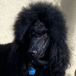 Winston - Poodle
