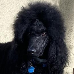 Winston - Poodle