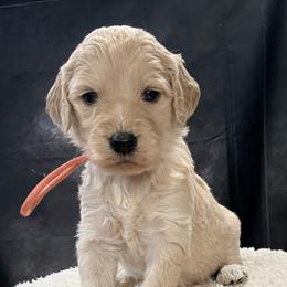 Joy - Cream female Goldendoodle puppy in Houston, Texas from Were The Mack'Doodles