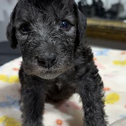 Thistledown New York,New York - Blue male Bedlington Terrier puppy in Sapulpa, Oklahoma from Thistledown Bedlington Terriers