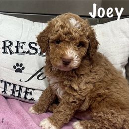 Jerry - Brown and white male Cockapoo puppy in Marshall, Arkansas from Darling Doodles and Cockapoos