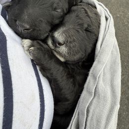 Poodle Puppies from Fluffy Poodles