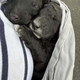 Poodle Puppies from Fluffy Poodles