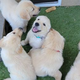 Golden Retriever puppies from Haven Acre Goldens