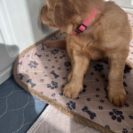Pink - Dark golden female Golden Retriever puppy in Sedro Woolley, Washington from Singing Dog Farm