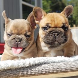 French Bulldog Puppies from Emeraldfrenchies