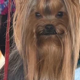 Yorkshire Terrier puppies from Shelby's Yorkshire Terriers