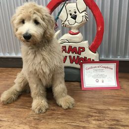 Bernedoodle and Goldendoodle Puppies from Greatly Graced Southern Doodles