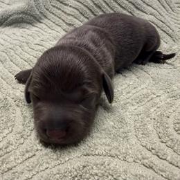 Female - Blue and tan female Dachshund puppy in El Campo, Texas from Creamer Creek Kennel