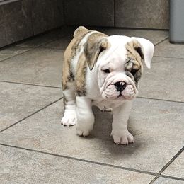 Bulldog Puppies from Tonya Clouser
