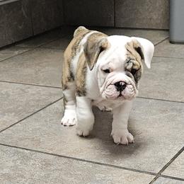 Bulldog Puppies from Tonya Clouser