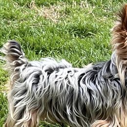 Aussiedoodles, Maltese, Maltipoos, Morkies, Yorkipoos, and Yorkshire Terriers from X-F Kennels