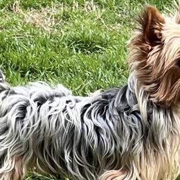 Aussiedoodles, Maltese, Maltipoos, Morkies, Yorkipoos, and Yorkshire Terriers from X-F Kennels
