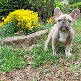 Mika - Tricolors female French Bulldog puppy in Millstone Township, New Jersey from Couture_frenchies_and_pomeranian